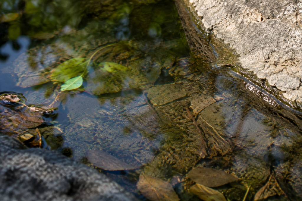 Larve en eau stagnante : comment prévenir leur développement ?