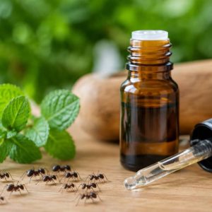 Huile essentielle contre les fourmis : lesquelles choisir et comment les utiliser