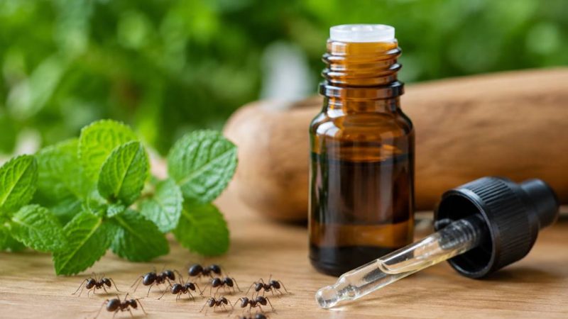 Huile essentielle contre les fourmis : lesquelles choisir et comment les utiliser
