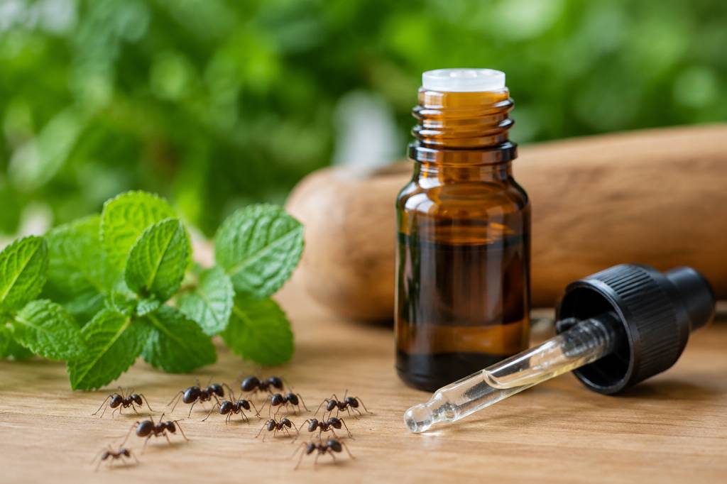 Huile essentielle contre les fourmis : lesquelles choisir et comment les utiliser