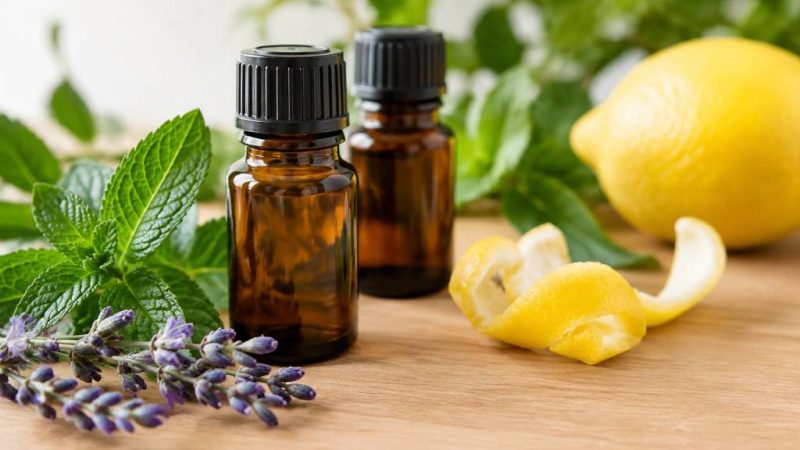 Huiles essentielles contre les fourmis : quelles solutions naturelles choisir ?