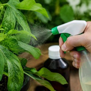 Araignées rouges et savon noir : comment éliminer les parasites des plantes ?