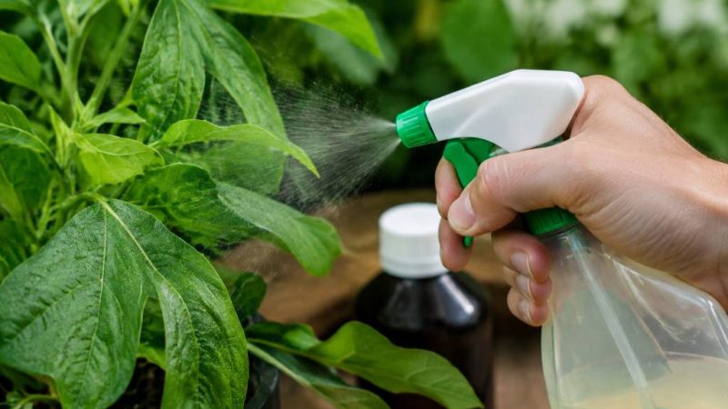 Araignées rouges et savon noir : comment éliminer les parasites des plantes ?