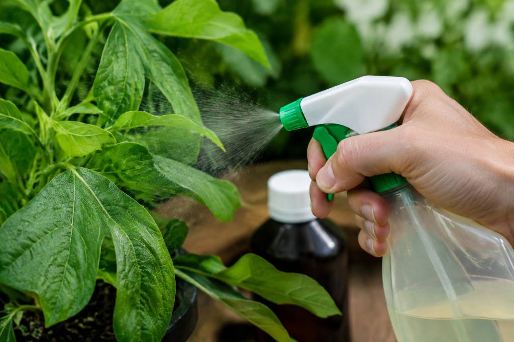 Araignées rouges et savon noir : comment éliminer les parasites des plantes ?