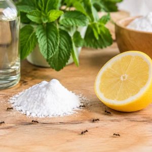Remède naturel contre les fourmis : quelles solutions choisir ?