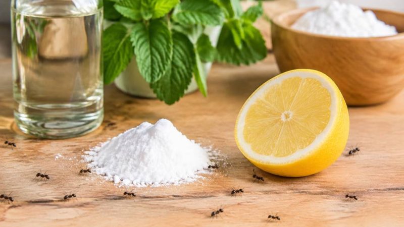 Remède naturel contre les fourmis : quelles solutions choisir ?