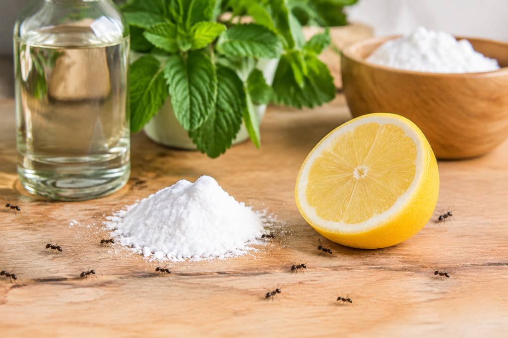 Remède naturel contre les fourmis : quelles solutions choisir ?