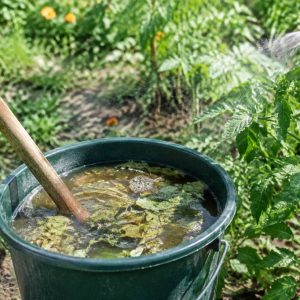 Purin d’ortie contre les pucerons : préparation et utilisation au jardin