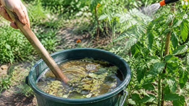 Purin d’ortie contre les pucerons : préparation et utilisation au jardin