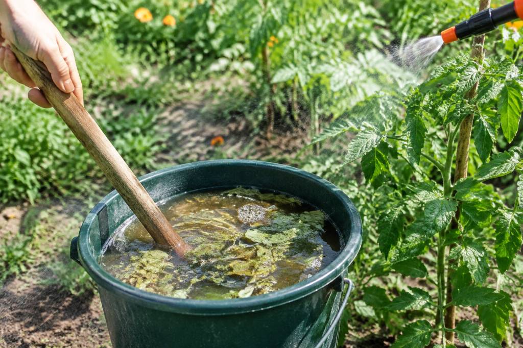 Purin d’ortie contre les pucerons : préparation et utilisation au jardin
