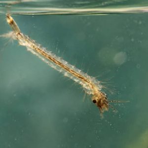 Larve de moustique dans l&rsquo;eau : comment l&rsquo;identifier et l&rsquo;éliminer
