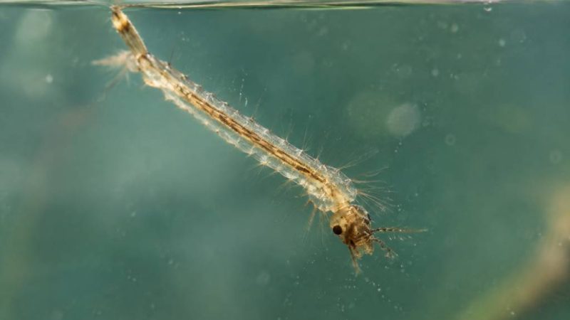 Larve de moustique dans l&rsquo;eau : comment l&rsquo;identifier et l&rsquo;éliminer