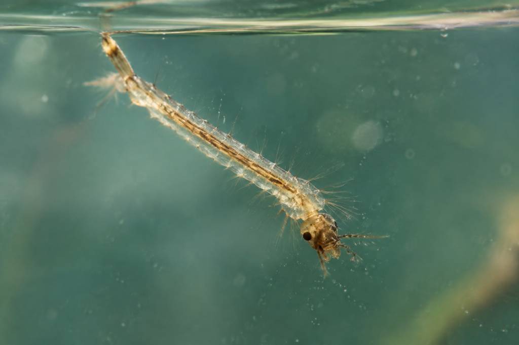 Larve de moustique dans l&rsquo;eau : comment l&rsquo;identifier et l&rsquo;éliminer