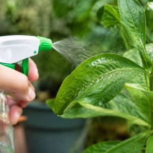 Aleurode : quel traitement naturel choisir pour éliminer les aleurodes ?