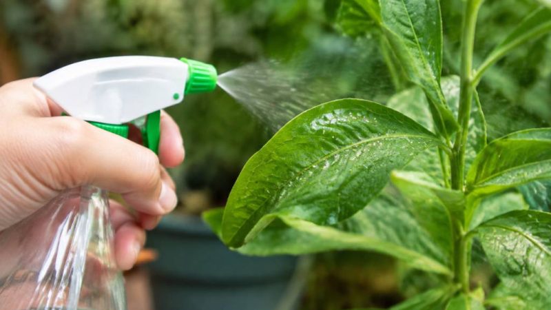 Aleurode : quel traitement naturel choisir pour éliminer les aleurodes ?