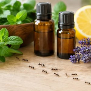 Anti fourmis huiles essentielles : quelles solutions choisir ?