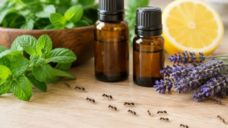 Anti fourmis huiles essentielles : quelles solutions choisir ?
