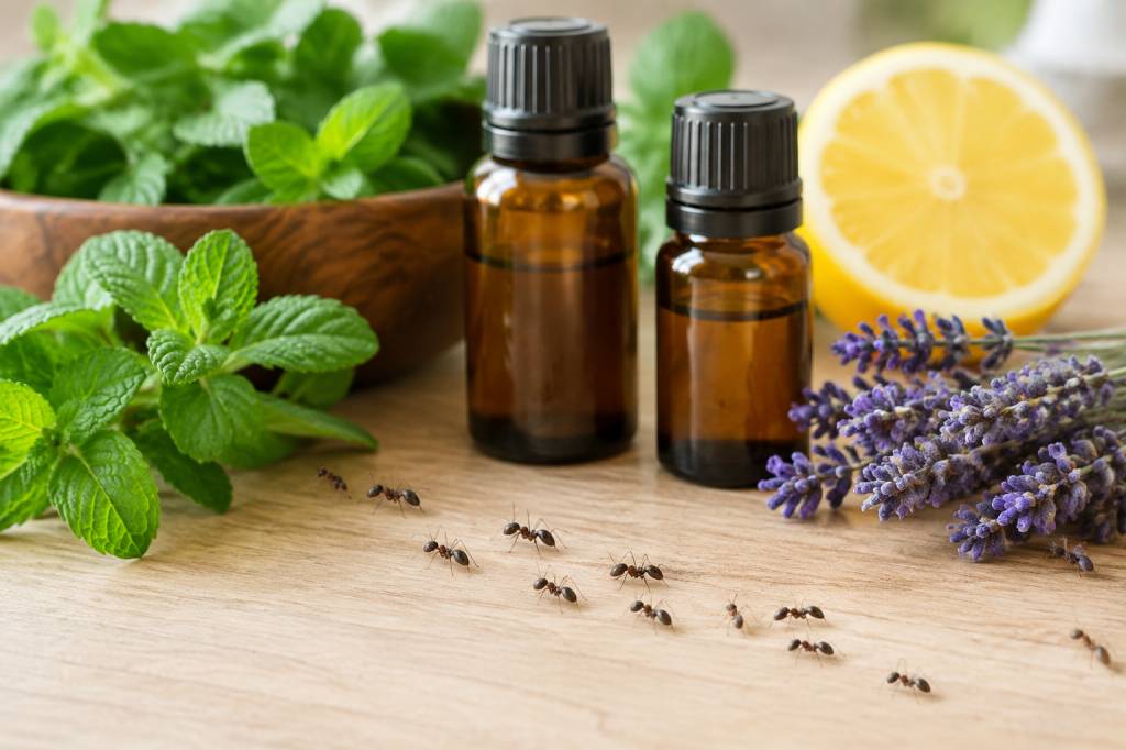 Anti fourmis huiles essentielles : quelles solutions choisir ?