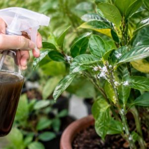 Savon noir contre les cochenilles : comment l’utiliser efficacement sur les plantes ?