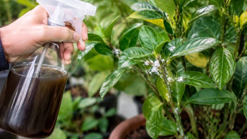 Savon noir contre les cochenilles : comment l’utiliser efficacement sur les plantes ?
