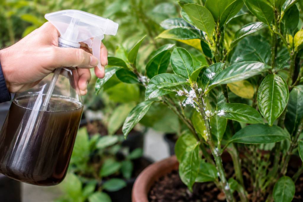 Savon noir contre les cochenilles : comment l’utiliser efficacement sur les plantes ?
