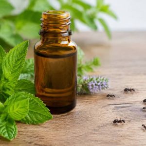 Quelle huile essentielle contre les fourmis ?