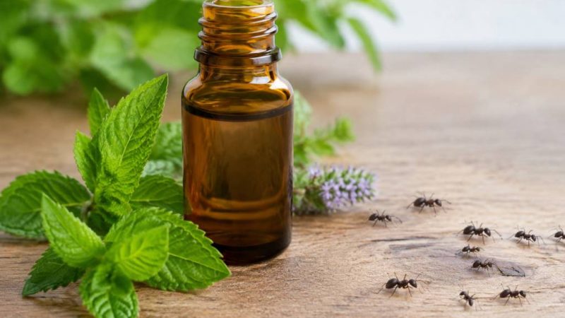 Quelle huile essentielle contre les fourmis ?