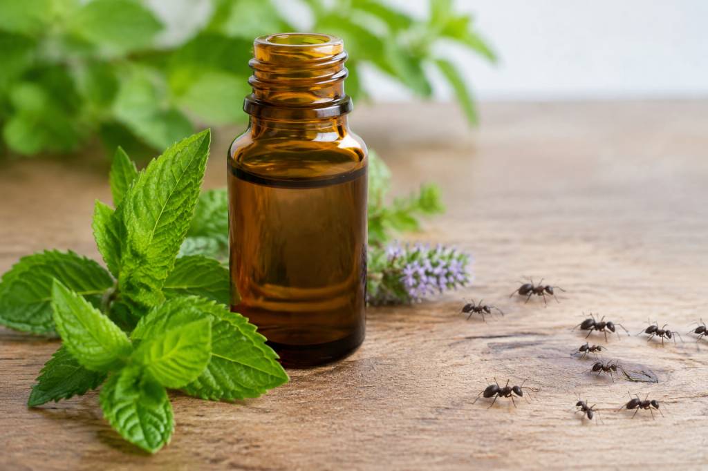 Quelle huile essentielle contre les fourmis ?