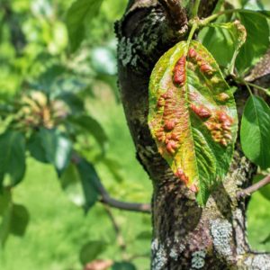 Traitement naturel de la cloque du pêcher : les solutions efficaces pour protéger votre arbre