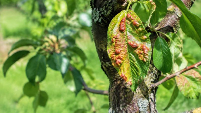 Traitement naturel de la cloque du pêcher : les solutions efficaces pour protéger votre arbre