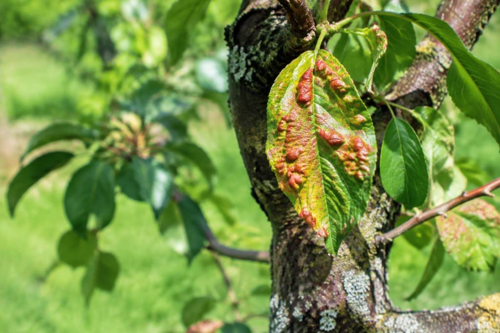 Traitement naturel de la cloque du pêcher : les solutions efficaces pour protéger votre arbre