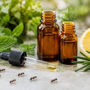 Huile essentielle anti fourmis : quelles solutions naturelles choisir ?
