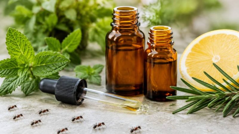 Huile essentielle anti fourmis : quelles solutions naturelles choisir ?