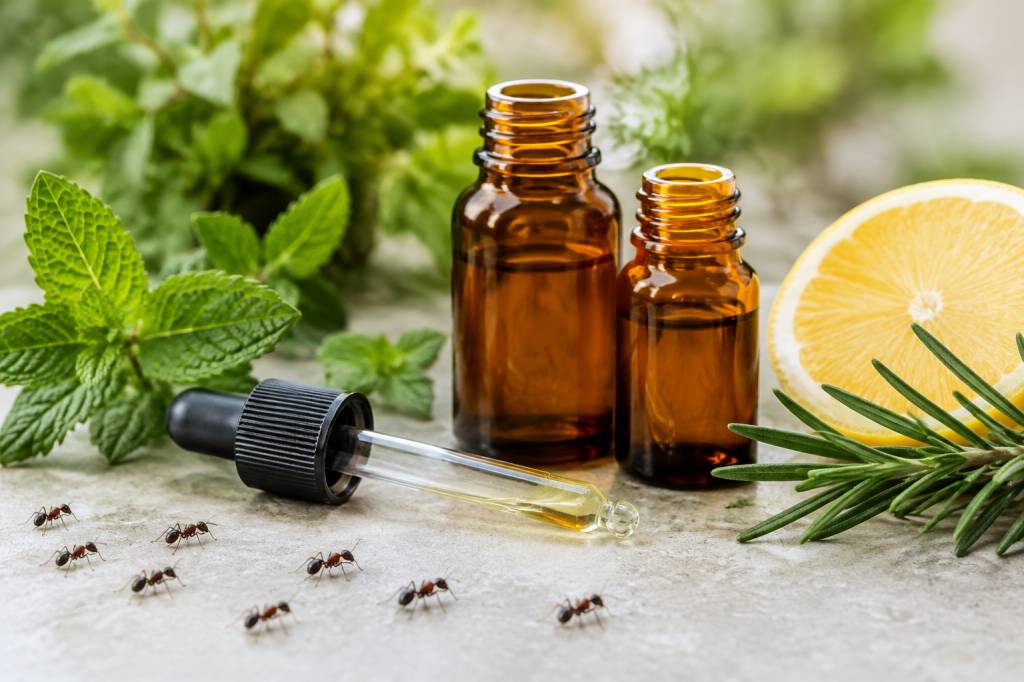 Huile essentielle anti fourmis : quelles solutions naturelles choisir ?