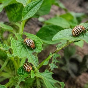 Doryphore pomme de terre : comment lutter efficacement contre les infestations au jardin