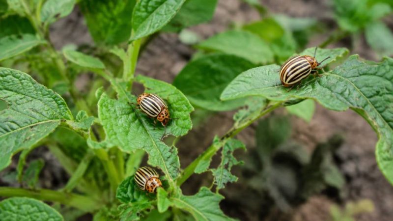 Doryphore pomme de terre : comment lutter efficacement contre les infestations au jardin