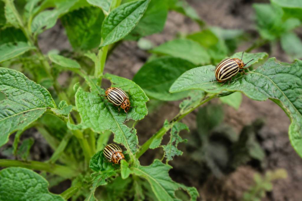 Doryphore pomme de terre : comment lutter efficacement contre les infestations au jardin