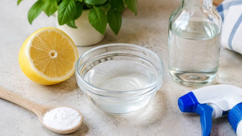 Recette anti-fourmis maison : une solution naturelle et efficace en 5 minutes
